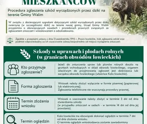 Dziki niszczą uprawy w Gminie Walim – jak zgłosić szkodę i ubiegać się o odszkodowanie?