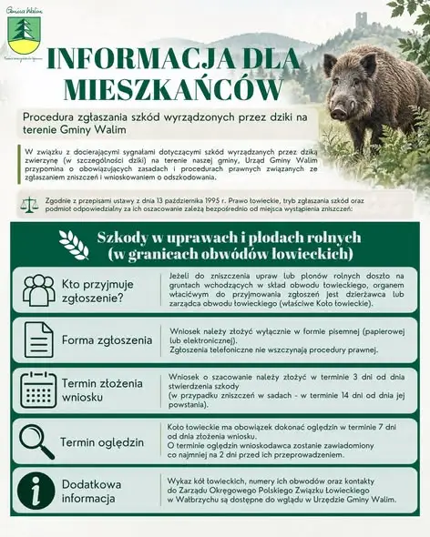 Dziki niszczą uprawy w Gminie Walim – jak zgłosić szkodę i ubiegać się o odszkodowanie?