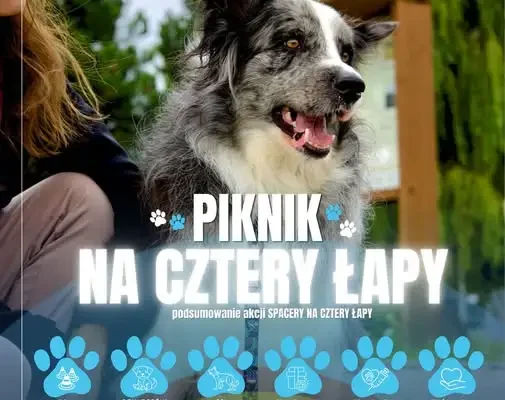 Finał „Spacerów na Cztery Łapy” – piknik i blisko pół tony karmy dla schroniska w Wałbrzychu