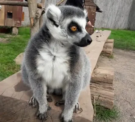 Szkolna wycieczka do ZOO w Łącznej – karmienie lemurów i obiad w Jedlinie-Zdroju