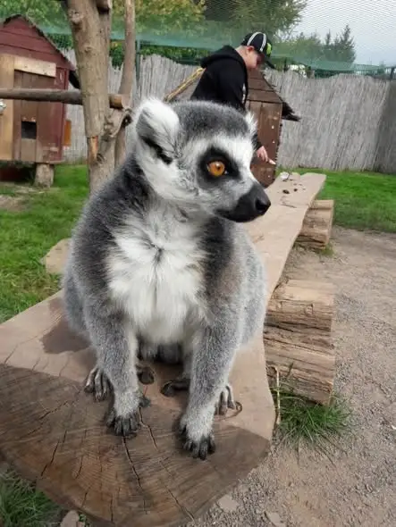 Szkolna wycieczka do ZOO w Łącznej – karmienie lemurów i obiad w Jedlinie-Zdroju