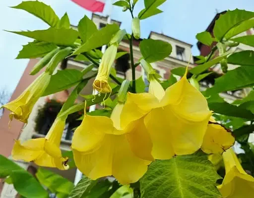 Datura wciąż kwitnie przed szczawno-zdrójskim magistratem
