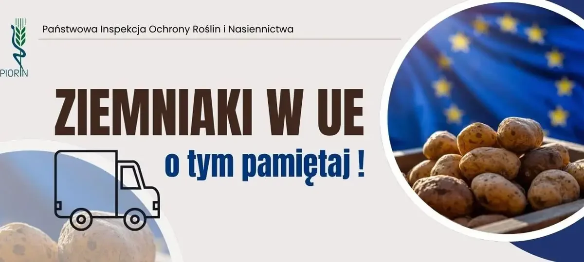 Nowe zasady przemieszczania ziemniaków z Polski do UE – o czym muszą pamiętać przedsiębiorcy