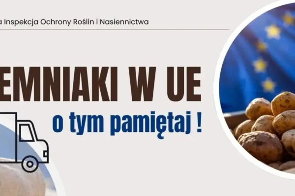 Nowe zasady przemieszczania ziemniaków z Polski do UE – o czym muszą pamiętać przedsiębiorcy